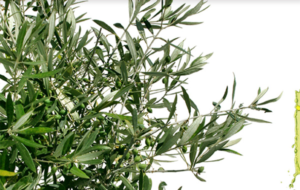 Olive Oil