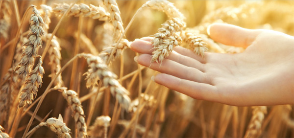 Starch And Gluten