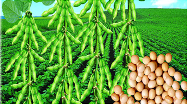 Protein Production