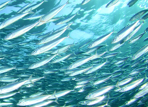 Fish oil